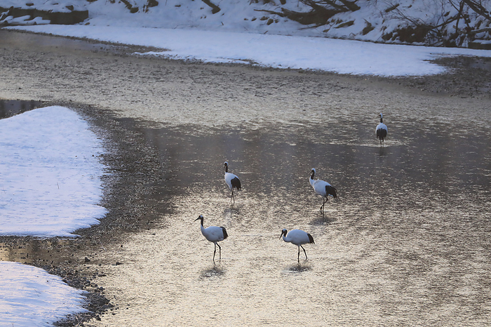 Red-crowned cranes gather in the early morning in Hokkaido