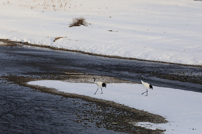 Hokkaido Red-crowned Crane Winter Life