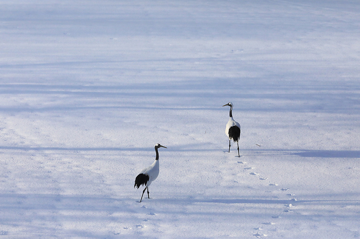 Hokkaido: Morning sun and a couple of red-crowned cranes