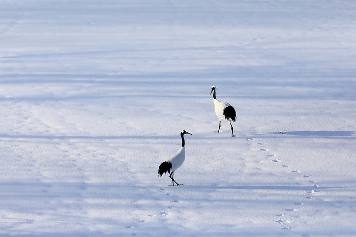 Hokkaido: Morning sun and a couple of red-crowned cranes