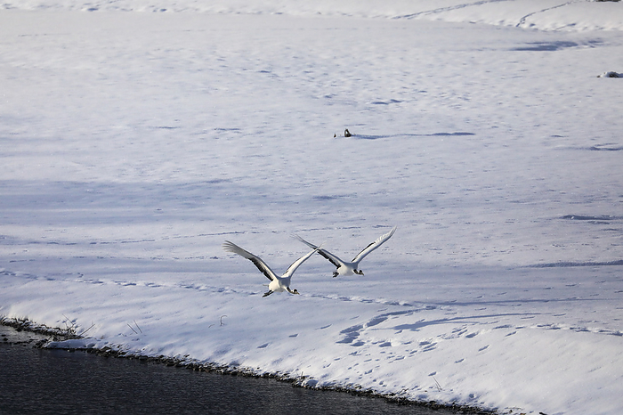 Japanese crane in flight in Negra, Hokkaido, Japan.