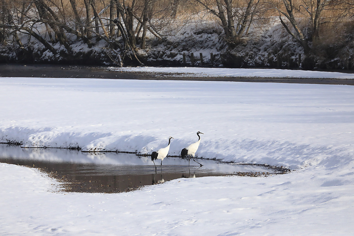 Hokkaido, Japan: The watch of the red-crowned crane at its roost