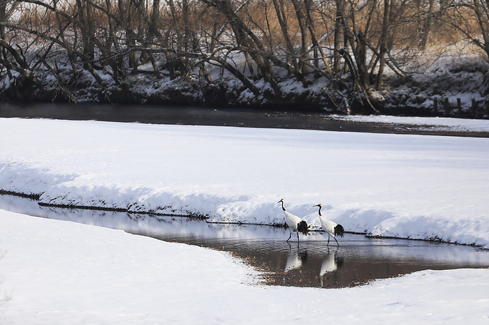 Hokkaido, Japan: The watch of the red-crowned crane at its roost