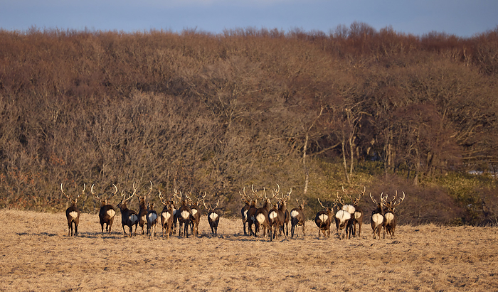 A herd of male Ezo sika deer A herd of bull deer gathered at Cape Nosabu, Hokkaido Sika Deer Photo by Shogo Asao