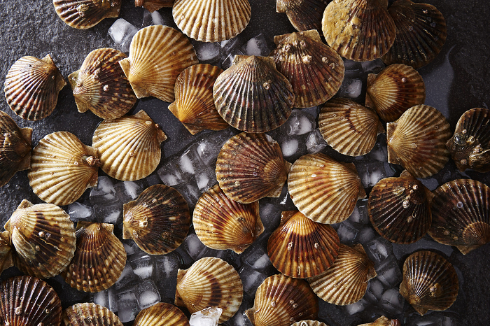 Scallops Ingredients and seafood images