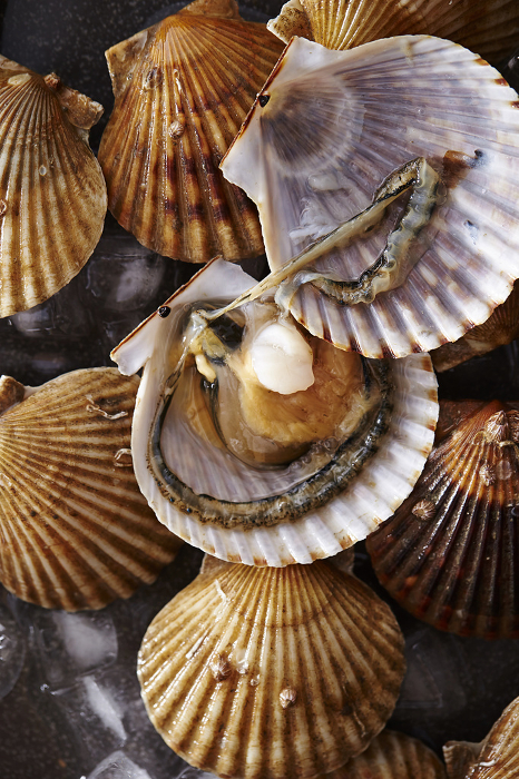 Scallops Ingredients and seafood images