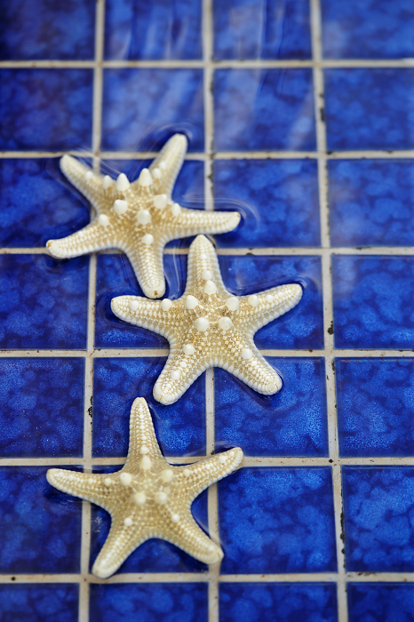 Starfish placed by the pool Summer Image