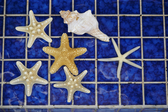 Starfish placed by the pool Summer Image