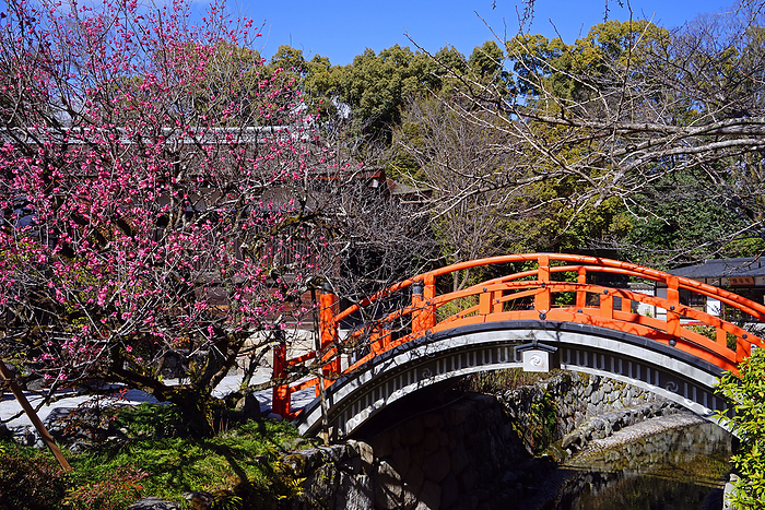World Heritage Shimogamo jinja Shrine Korin s Plum Blossom and Wabashi Bridge Kyoto Pref.                                