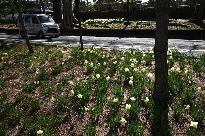 Daffodil Flower / Seasonal Flower Backgrounds Web graphics