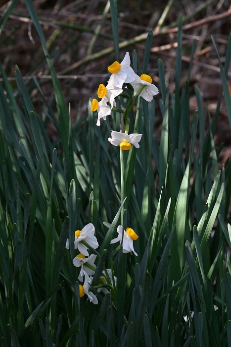 Daffodil Flower / Seasonal Flower Backgrounds Web graphics