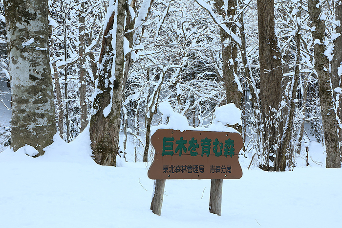 Snowy landscape of a forest of giant trees Ichinoseki City, Iwate Prefecture Commonly known as the Giant Tree Forest, located at the eastern foot of Mt.