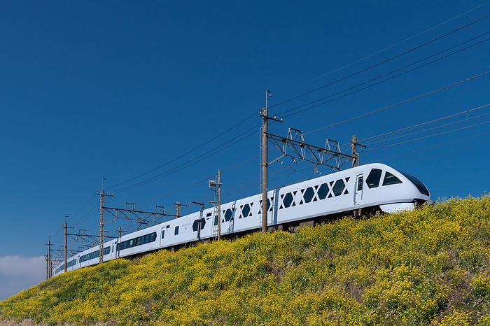 Tobu Limited Express Spacia X running on Nanohana blooming elevated tracks, Saitama Prefecture
