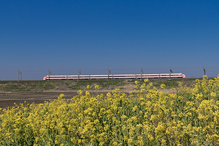 Tobu Limited Express Kegon running on an elevated track behind a nanohana field, Saitama Prefecture
