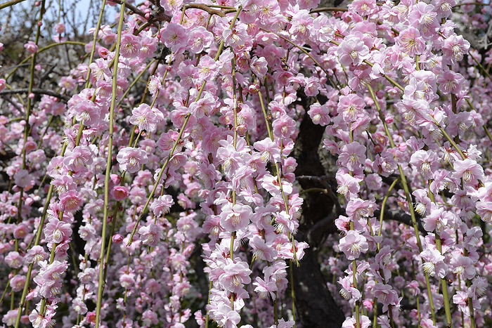 Weeping plum trees in full bloom at Tsunashiki Tenmangu Shrine, Kobe