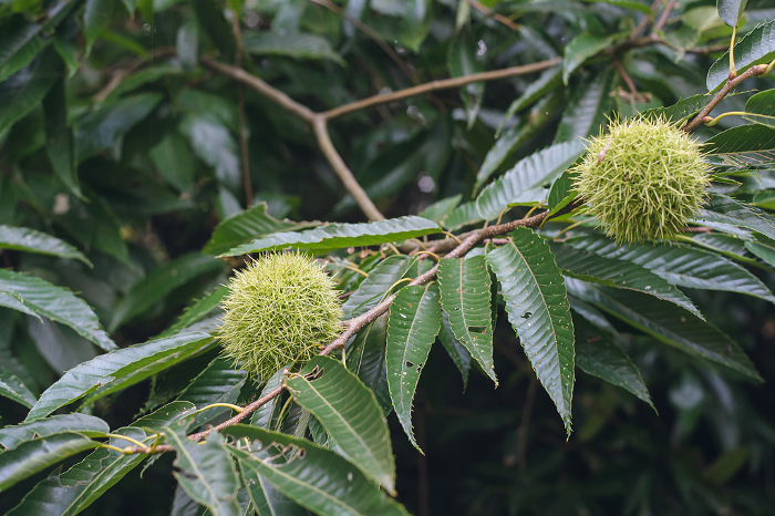 Chestnuts and chestnut trees beginning to bear fruit