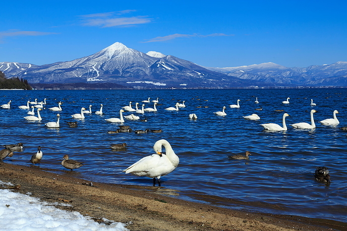 Inawashiro Lake and Swans