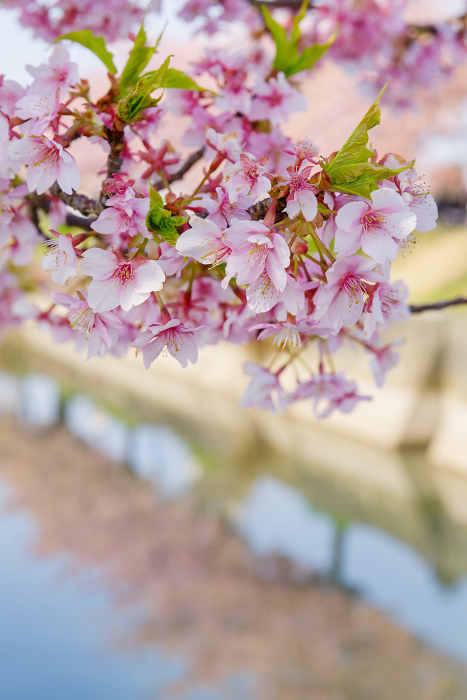 Kawazu Cherry Blossoms (Haguro District, Inuyama City, Aichi Prefecture)