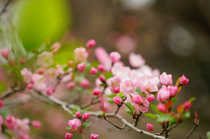 Beautiful Cherry Blossoms in Kamakura