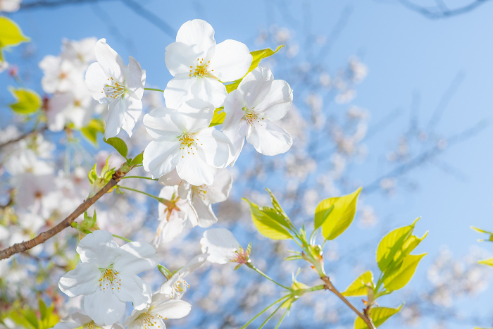 Beautiful Cherry Blossoms in Kamakura