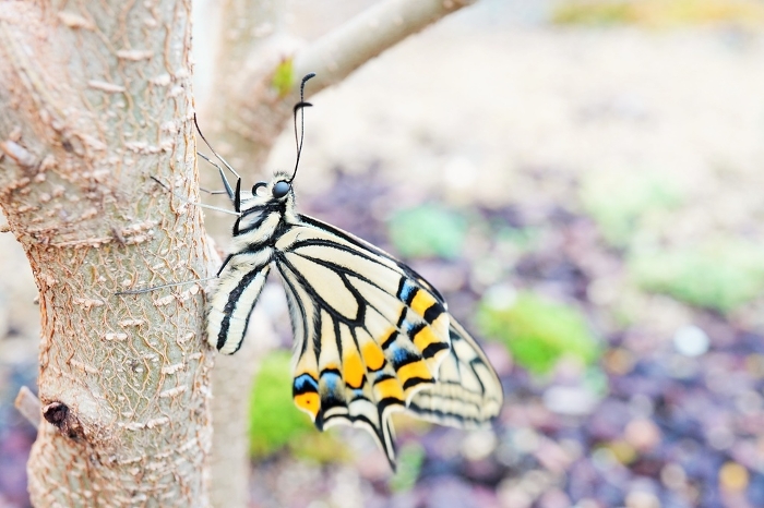 A lone swallowtail butterfly drying its wings, caught on the trunk of a mulberry tree in the garden