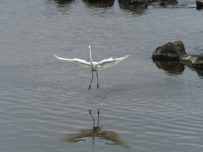 A great egret in the Yamato River flapping its wings