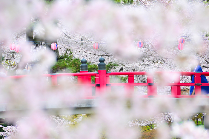 Okazaki Park, the divine bridge of Ryujo moat with beautiful vermilion color of cherry blossoms in full bloom.