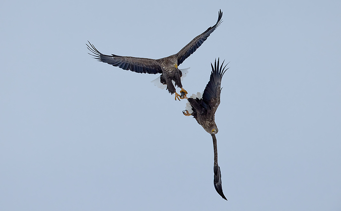 white tailed eagle  Haliaeetus albicilla  White tailed eagles compete in mid air for prey caught by other eagles.