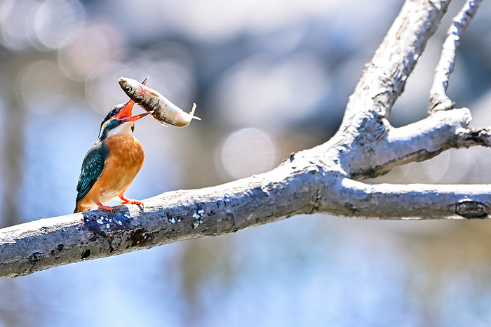 A kingfisher perches on a branch and bites a fish A kingfisher weakening a fish by knocking it against a branch
