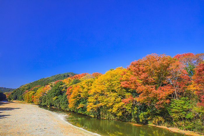 Autumn leaves in Arashiyama Valley, Saitama Prefecture