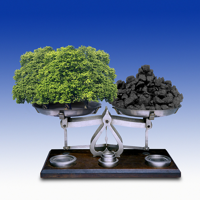 Offsetting carbon emissions, conceptual image Offsetting carbon emissions. Conceptual image showing coal balanced on a set of scales against trees. This represents the environmental strategy known as  carbon offsetting . This strategy involves the planting of trees  which absorb carbon dioxide  to offset the release of carbon dioxide elsewhere. Carbon dioxide is the main greenhouse gas that contributes to man made global warming. When coal is burned, the carbon in the coal combines with oxygen to form carbon dioxide., by VICTOR de SCHWANBERG SCIENCE PHOTO LIBRARY