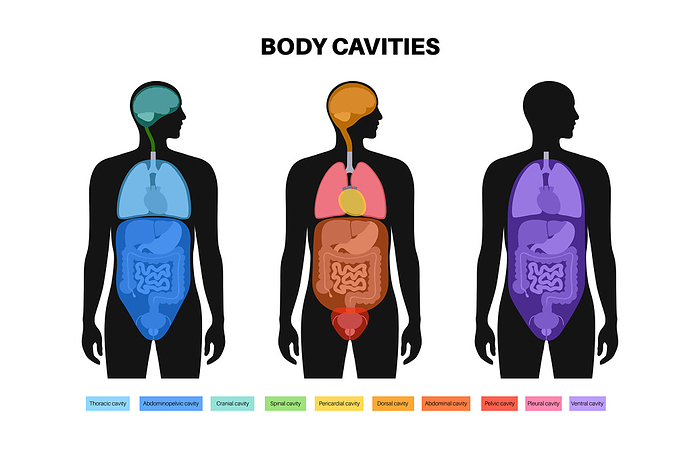 Body cavities, illustration Body cavities, illustration., by PIKOVIT   SCIENCE PHOTO LIBRARY