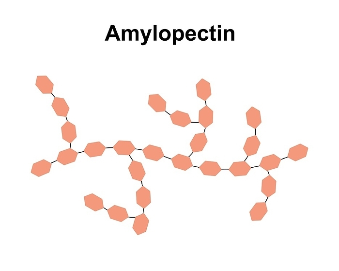 Amylopectin sugar molecule, illustration Amylopectin sugar molecule, illustration., by ALI DAMOUH SCIENCE PHOTO LIBRARY
