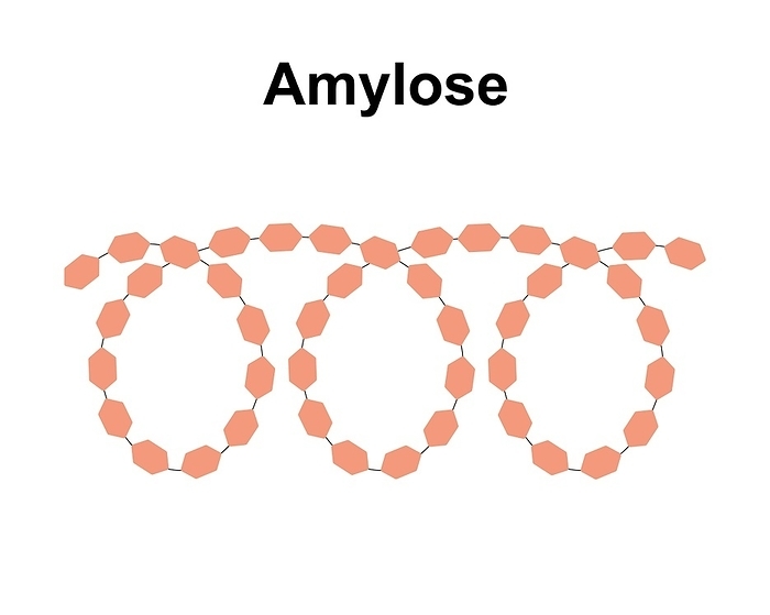 Amylose sugar molecule, illustration Amylose sugar molecule, illustration., by ALI DAMOUH SCIENCE PHOTO LIBRARY