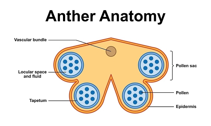 Anther structure, illustration Anther structure, illustration ., by ALI DAMOUH SCIENCE PHOTO LIBRARY