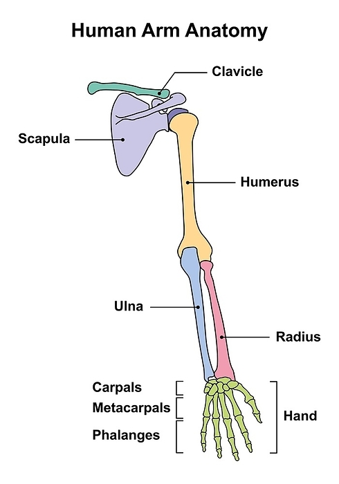 Human arm anatomy, illustration Human arm anatomy, illustration., by ALI DAMOUH SCIENCE PHOTO LIBRARY
