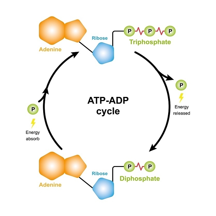 ATP ADP cycle, illustration ATP ADP cycle, illustration., by ALI DAMOUH SCIENCE PHOTO LIBRARY
