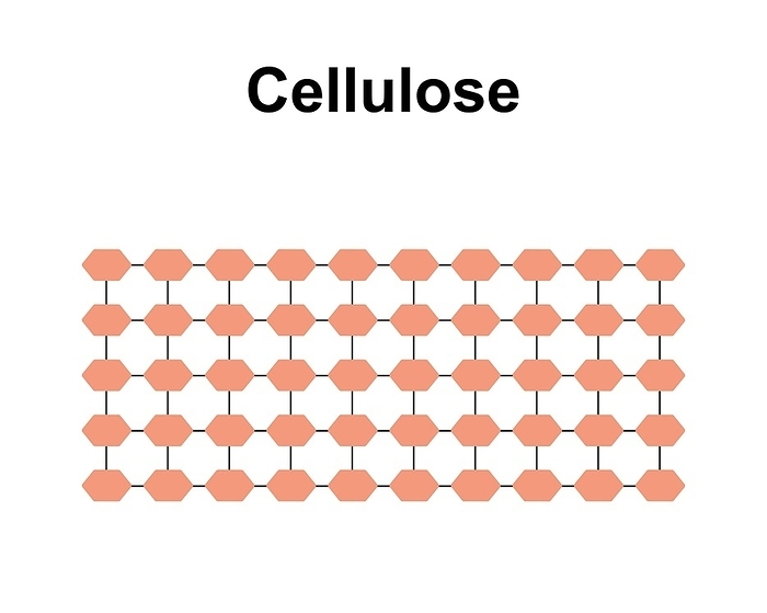 Cellulose sugar molecule, illustration Cellulose sugar molecule, illustration., by ALI DAMOUH SCIENCE PHOTO LIBRARY