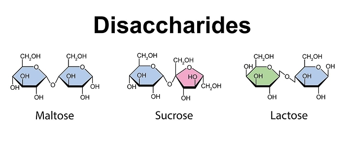 Disaccharides, illustration Disaccharides, illustration., by ALI DAMOUH SCIENCE PHOTO LIBRARY