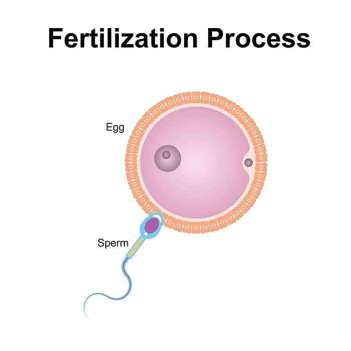 Fertilisation, illustration Fertilisation, illustration., by ALI DAMOUH SCIENCE PHOTO LIBRARY