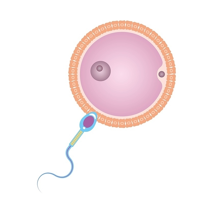 Fertilisation, illustration Fertilisation, illustration., by ALI DAMOUH SCIENCE PHOTO LIBRARY