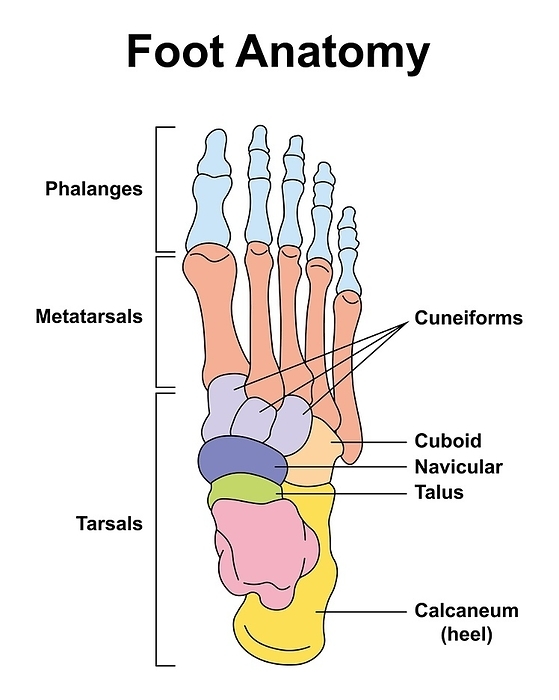 Foot bones, illustration Foot bones, illustration., by ALI DAMOUH SCIENCE PHOTO LIBRARY