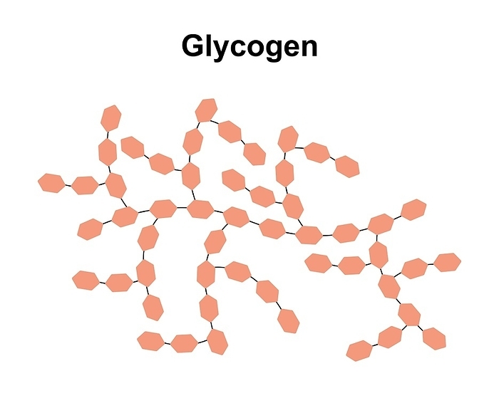 Glycogen sugar molecule, illustration Glycogen sugar molecule, illustration., by ALI DAMOUH SCIENCE PHOTO LIBRARY