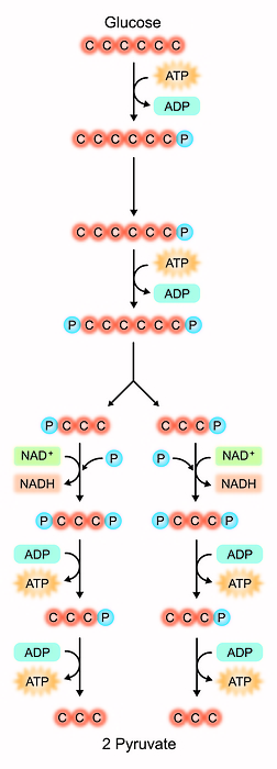 Glycolysis, illustration Glycolysis, illustration., by ALI DAMOUH SCIENCE PHOTO LIBRARY