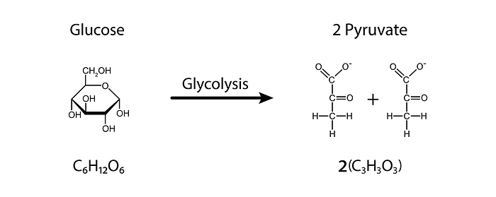 Glycolysis, illustration Glycolysis, illustration., by ALI DAMOUH SCIENCE PHOTO LIBRARY