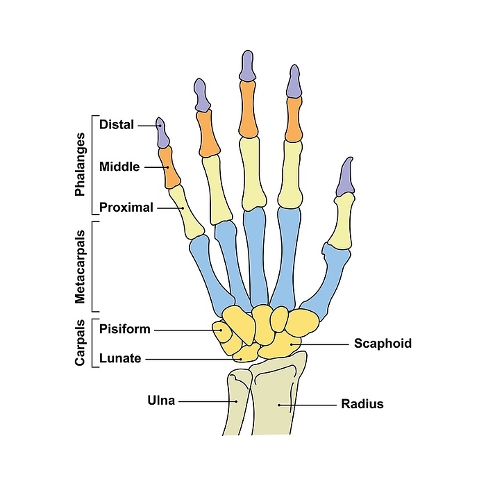 Hand bones, illustration Hand bones, illustration., by ALI DAMOUH SCIENCE PHOTO LIBRARY