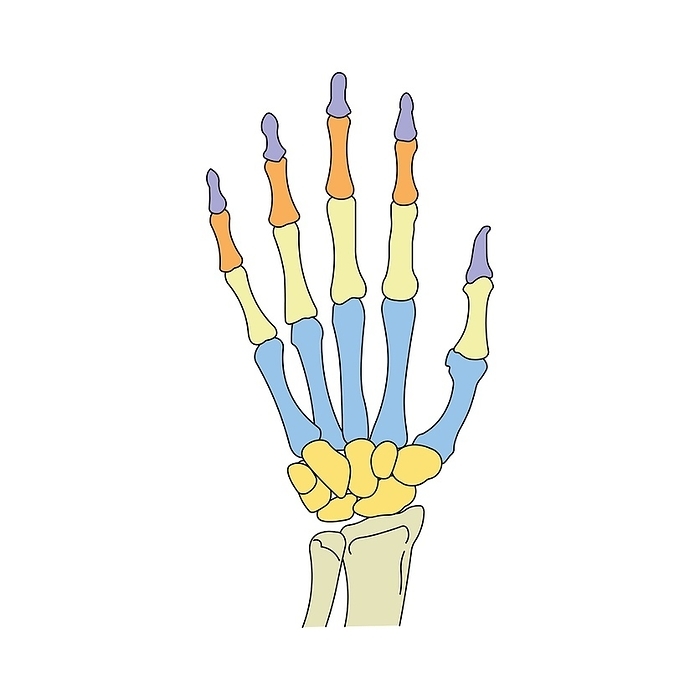 Hand bones, illustration Hand bones, illustration., by ALI DAMOUH SCIENCE PHOTO LIBRARY