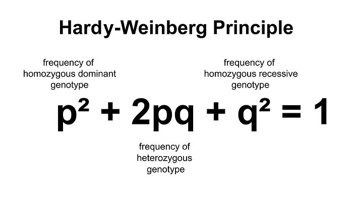 Hardy Weinberg principle, illustration Hardy Weinberg principle, illustration., by ALI DAMOUH SCIENCE PHOTO LIBRARY