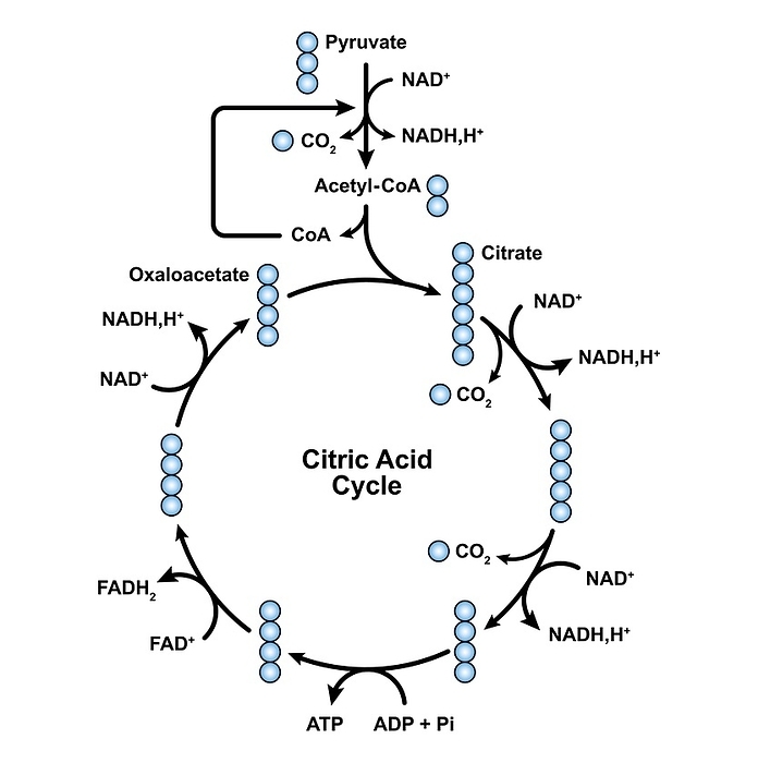 Citric acid cycle, illustration Citric acid cycle, illustration., by ALI DAMOUH SCIENCE PHOTO LIBRARY