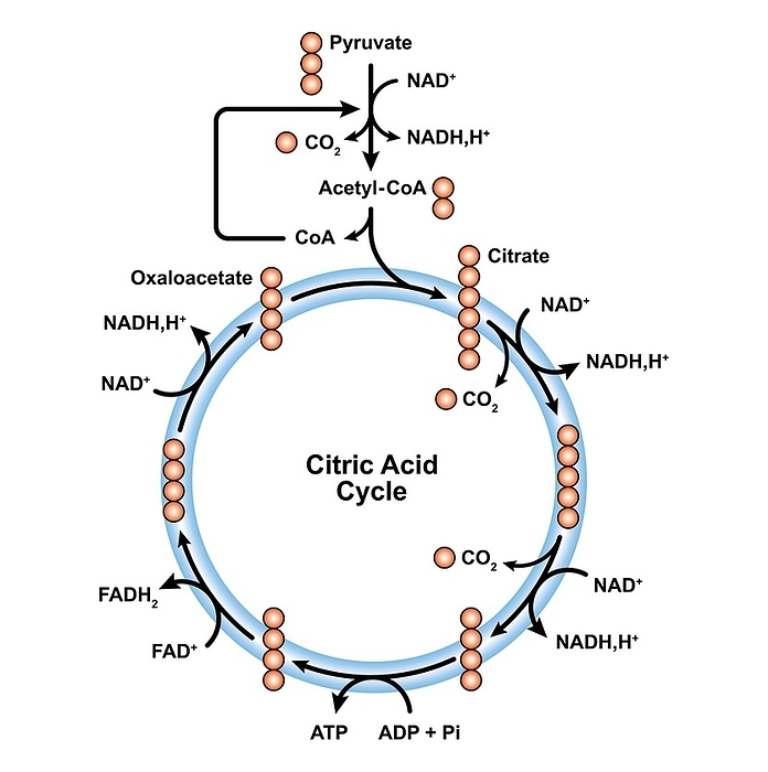 Citric acid cycle, illustration Citric acid cycle, illustration., by ALI DAMOUH SCIENCE PHOTO LIBRARY